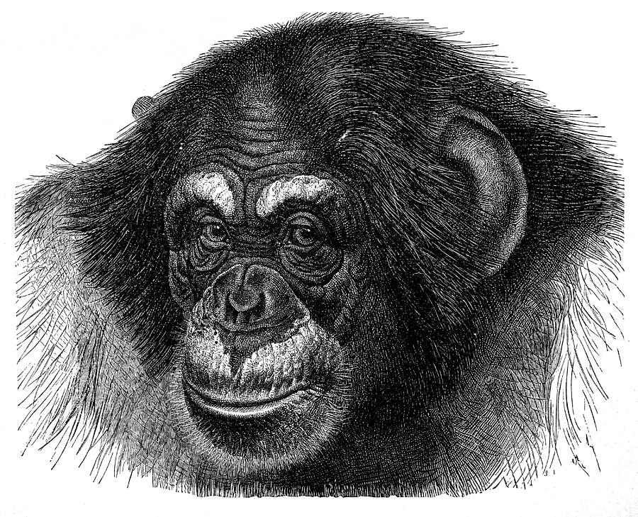 Chimpanzee (Pan Troglodytes) Drawing by Nastasic