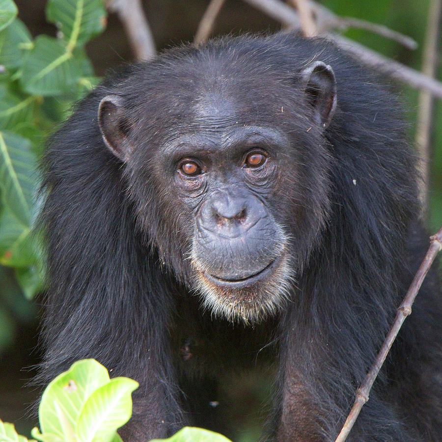 Chimpanzee, Pan troglodytes Photograph by Tony Mills