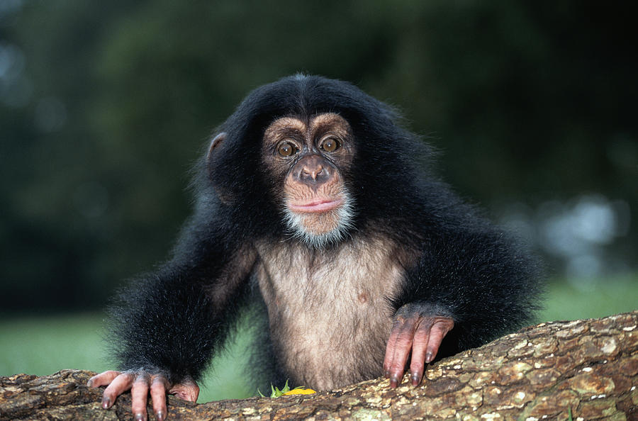 Chimpanzee (Pan troglodytes) young, close-up Photograph by Alan and Sandy Carey