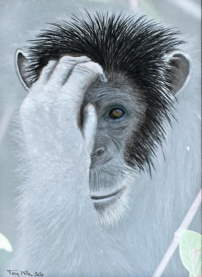 Chimpanzee portrait, mixed media. Mixed Media by Tony Mills