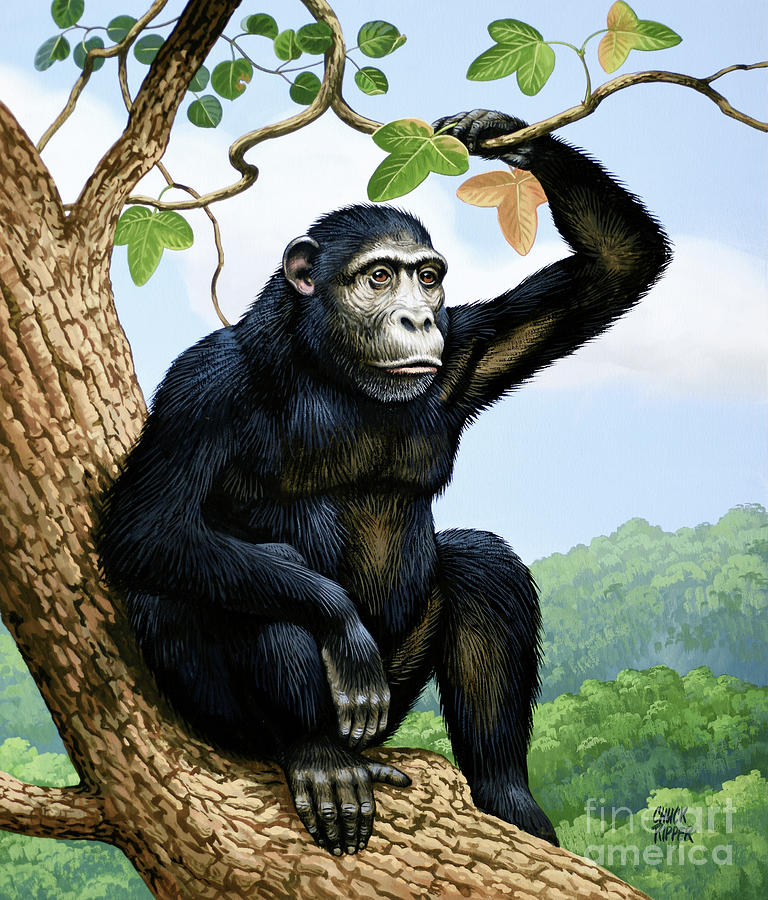 Chimpanzee Sitting On Tree Branch Painting by Chuck Ripper