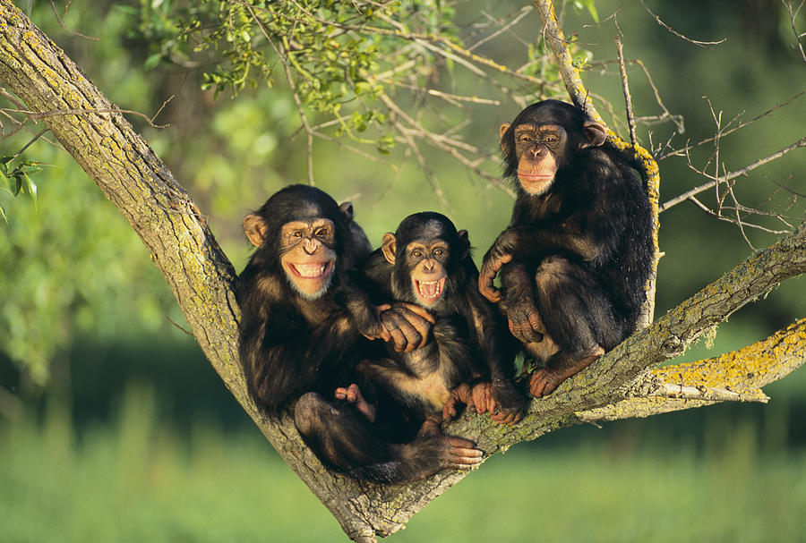 Chimpanzees Photograph by Fuse