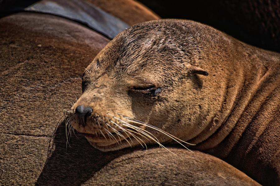 Chin Cushion Photograph by Bob Wall - Fine Art America