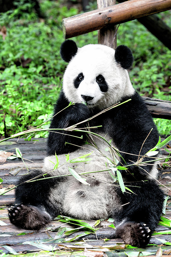 China 10 MKm2 Collection - Giant Panda I I I Photograph by Philippe HUGONNARD