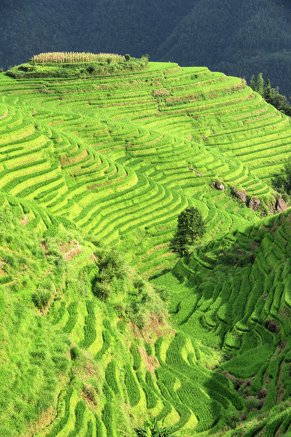 China 10 MKm2 Collection - Rice Terraces Ping'an I V Photograph by ...