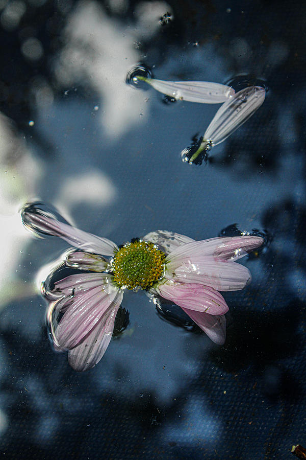 China Aster Butterfly in Water Photograph by W Craig Photography