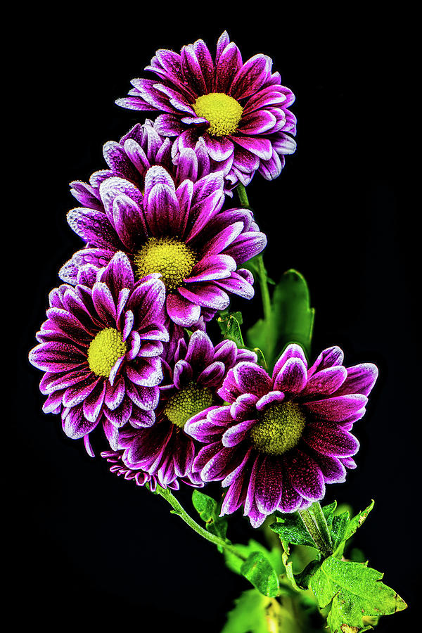 China Aster On Black Photograph
