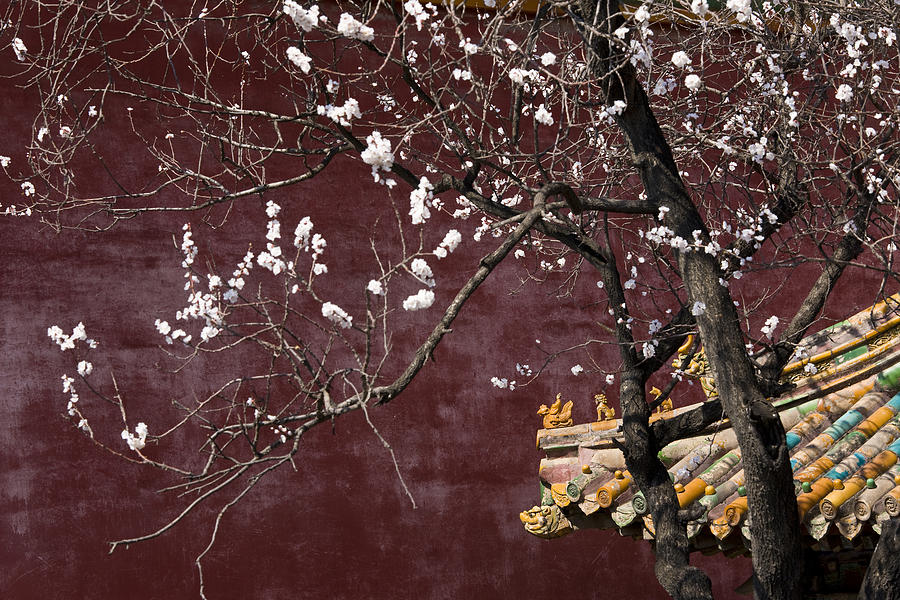 China, Beijing, Forbidden City, Cherry blossom Photograph by Peter Adams