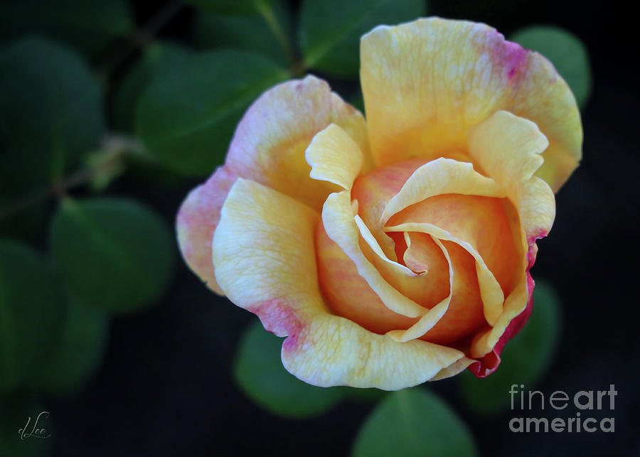 Summer Photograph - China Rose Bloom by D Lee