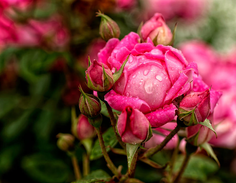 China Rose Photograph by John Hoey