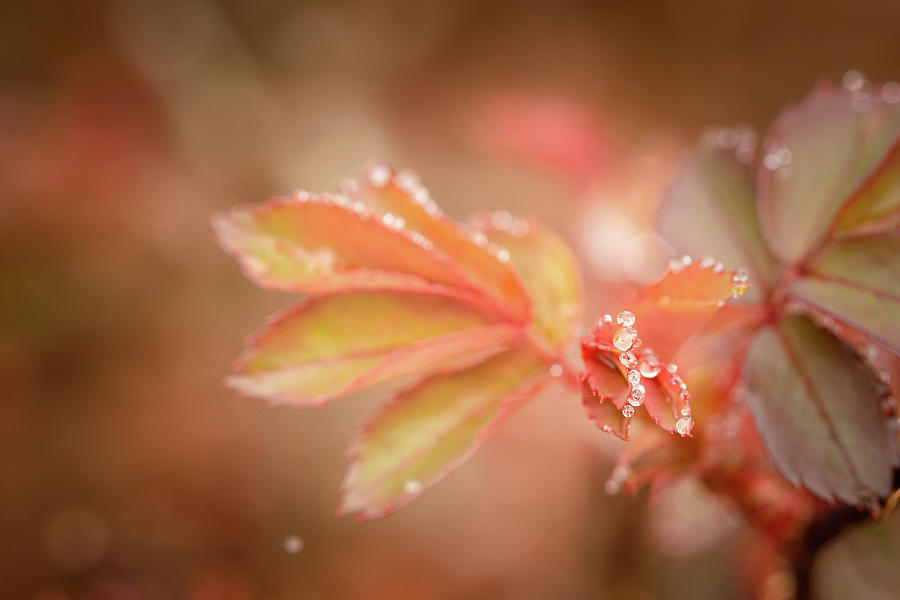 China Rose Rain Drops Photograph by Joni Eskridge