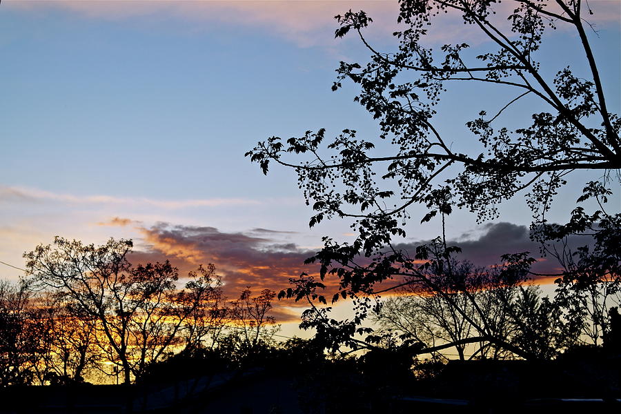 Sunset Photograph - Chinaberry Sunset by Michele Myers