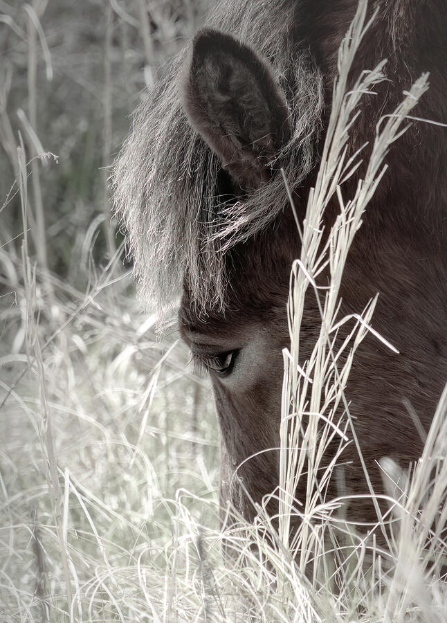 Wildlife Photograph - Chincoteague Assateague Wild Ponies by Norma Brandsberg