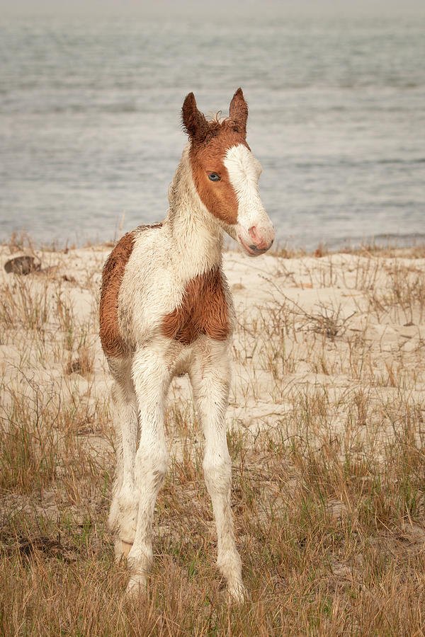 Chincoteague Foal Photograph by Kristia Adams