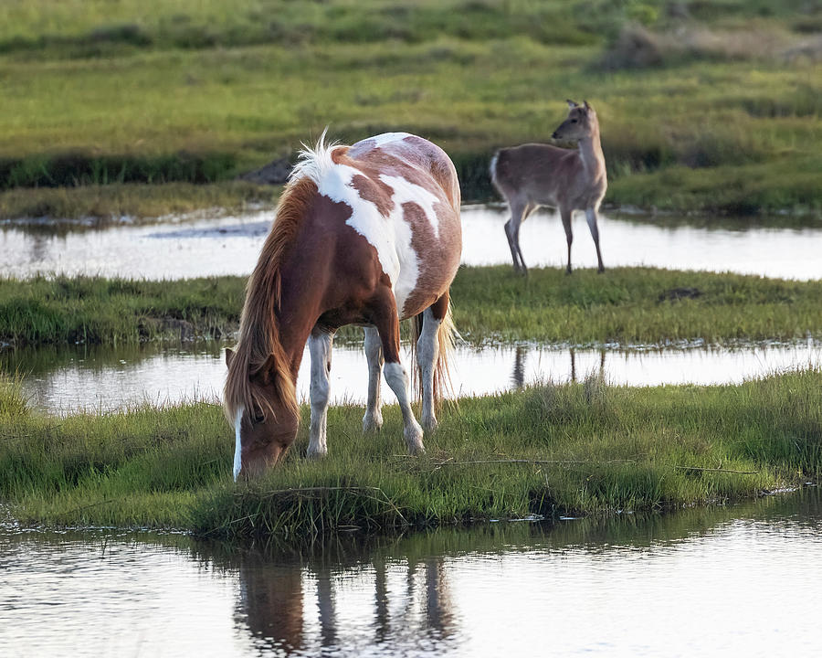 Chincoteague Pony and Friend Photograph by Alan Raasch