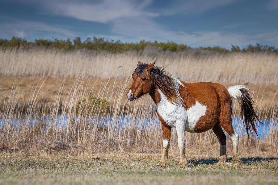 Chincoteague Pony 1 Photograph by Cindy Lark Hartman