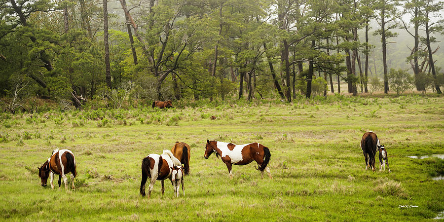 Chincoteague Pony Herd Photograph by Dale R Carlson
