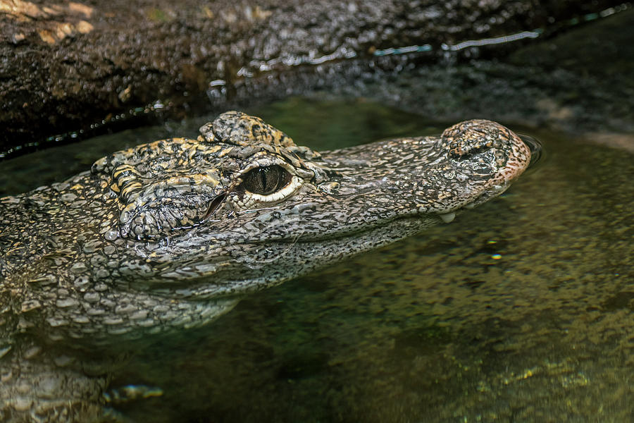 Chinese Alligator Photograph by Arterra Picture Library