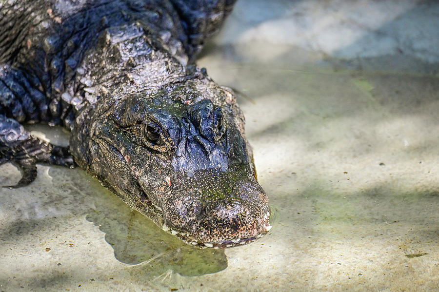 Chinese alligator Photograph by Ed Stokes | Fine Art America