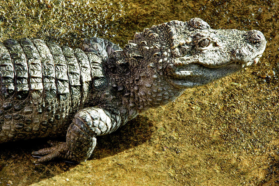 Wildlife Photograph - Chinese Alligator by Smithsonian Institution