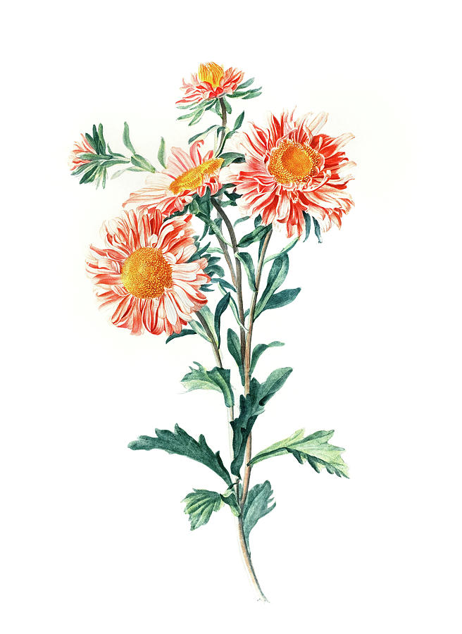 Chinese Aster Drawing