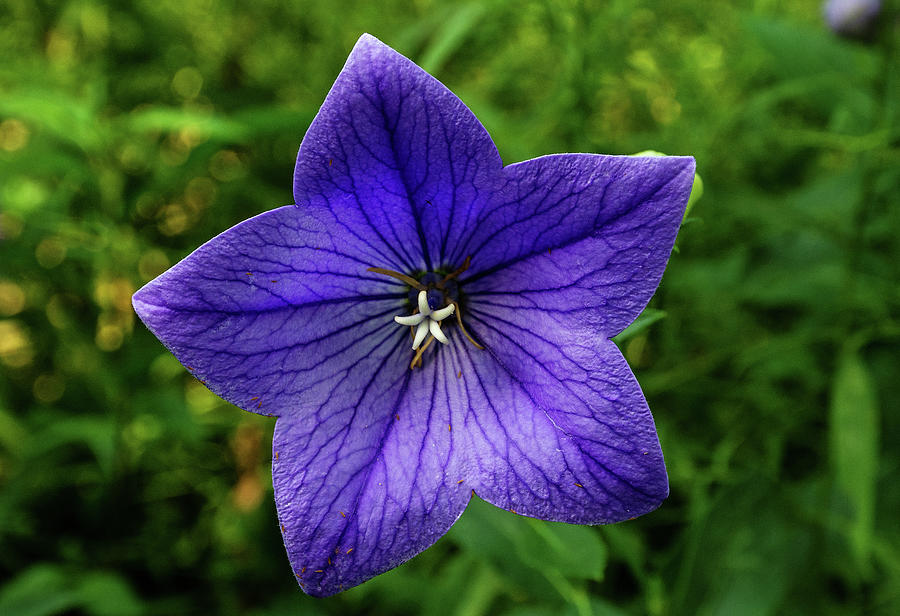 Chinese Bellflower Photograph by Rebecca Higgins