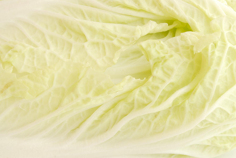 Chinese Cabbage Photograph by Krungchingpixs