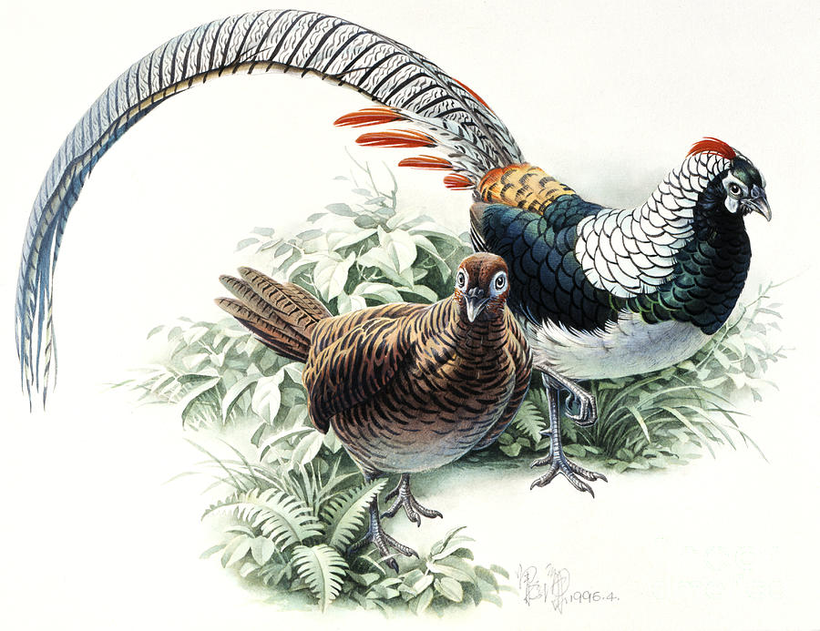 Chinese Copper Pheasant Painting by Zeng Xiaolian