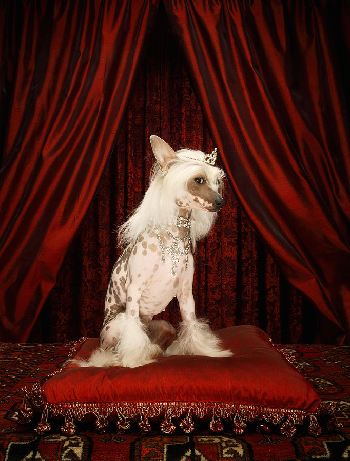 Portrait Photograph - Chinese crested dog wearing tiara sitting on red cushion by Karen Moskowitz