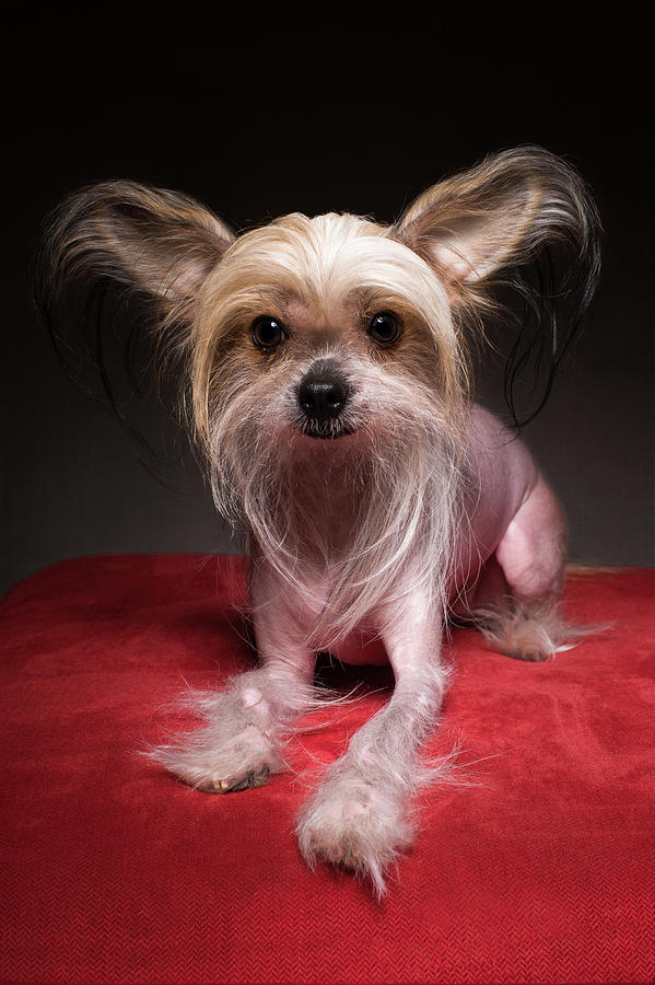 Chinese Crested Photograph by Larry Carr
