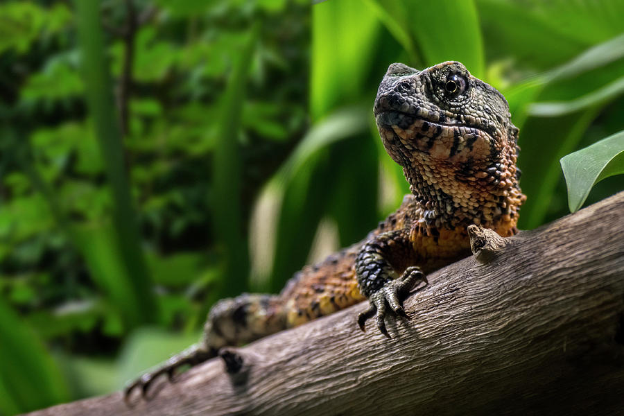 Chinese Crocodile Lizard Photograph by Arterra Picture Library