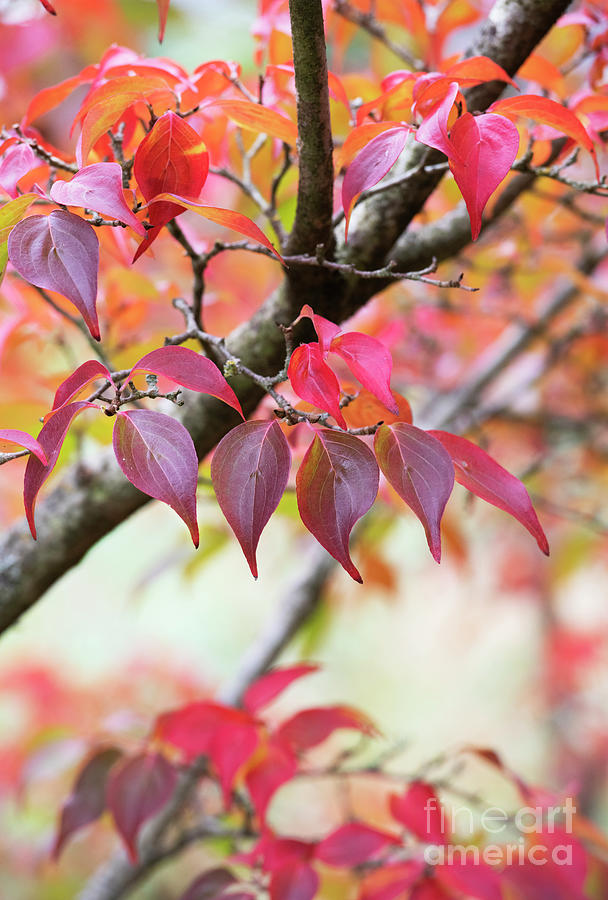 Chinese Dogwood Chinensis Foliage in Autumn Photograph by Tim Gainey