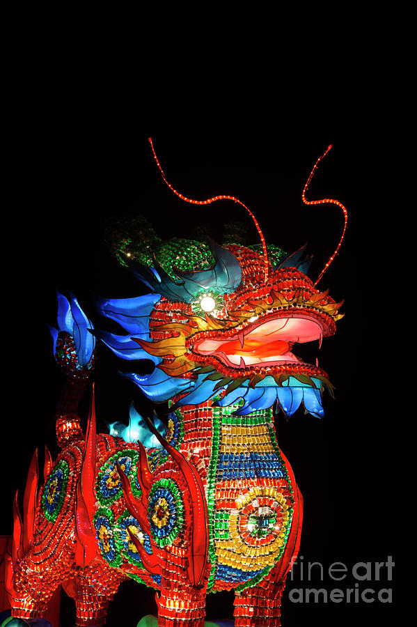 Chinese Dragon Lantern Photograph by Tim Gainey