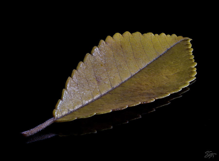 Chinese Elm Leaf Photograph by Endre Balogh