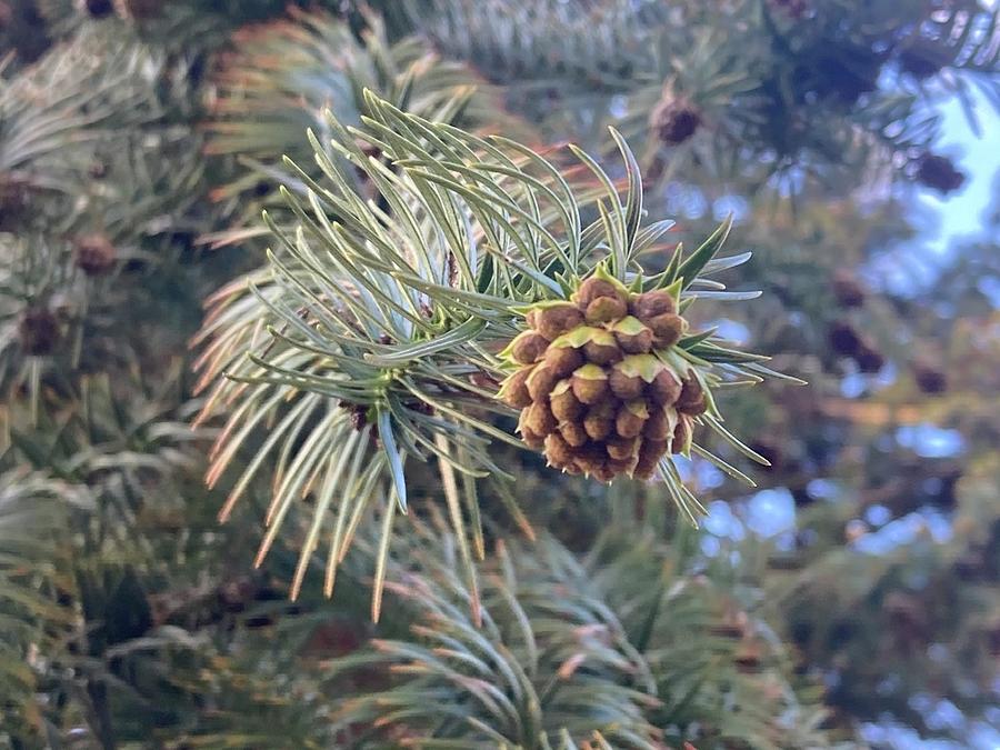 Chinese Fir Photograph by Max Nicely - Fine Art America