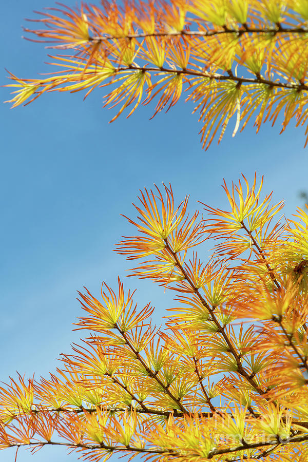Chinese Golden Larch Foliage in Autumn Photograph by Tim Gainey