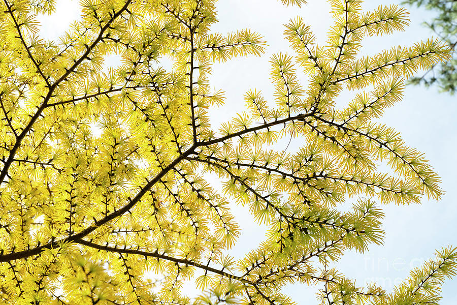 Chinese Golden Larch Pattern Photograph by Tim Gainey