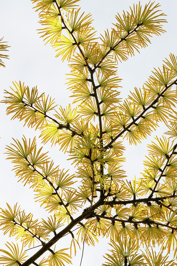 Chinese Golden Larch Tree Foliage Pattern Photograph by Tim Gainey