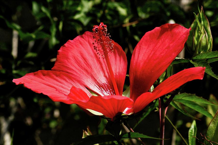 Summer Photograph - Chinese Hibiscus by M Three Photos