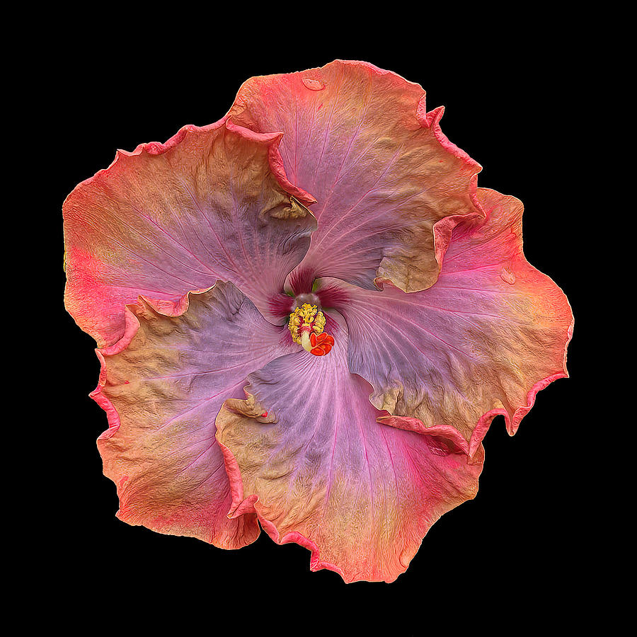 Chinese Hibiscus On Black Photograph by Deborah League