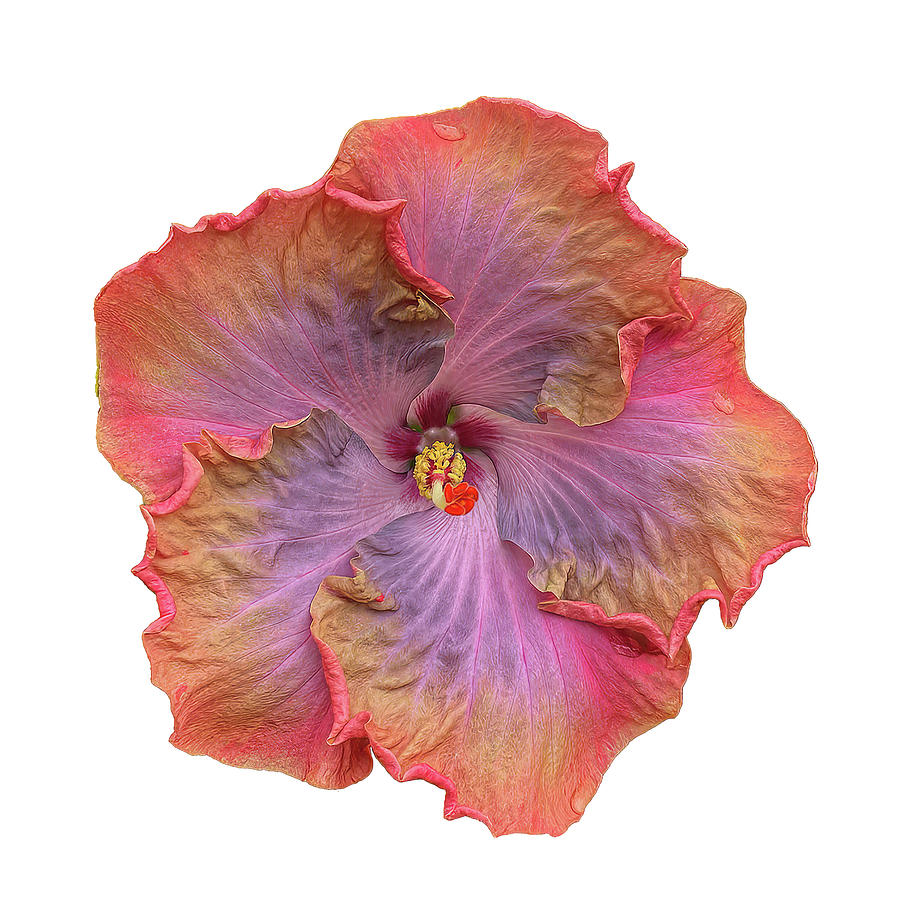 Chinese Hibiscus On White Photograph by Deborah League