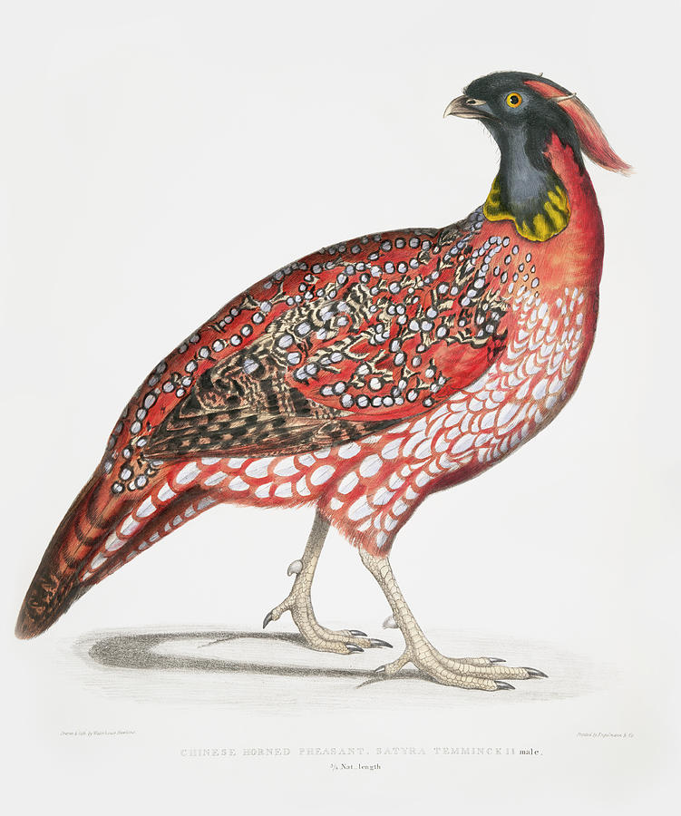 Chinese Horned Pheasant Mixed Media by World Art Collective