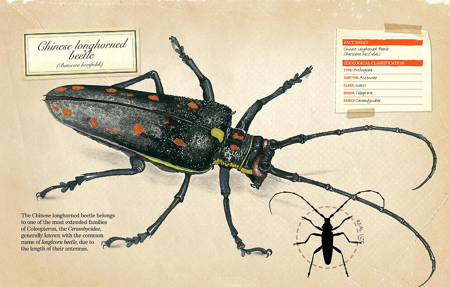 Chinese longhorned beetle Digital Art by Album