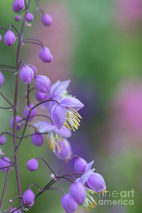 Chinese Meadow Rue Flowering in an English Garden  Photograph by Tim Gainey