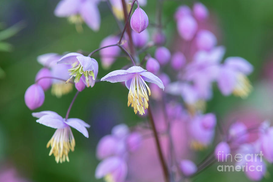 Chinese Meadow Rue Flowering Photograph by Tim Gainey