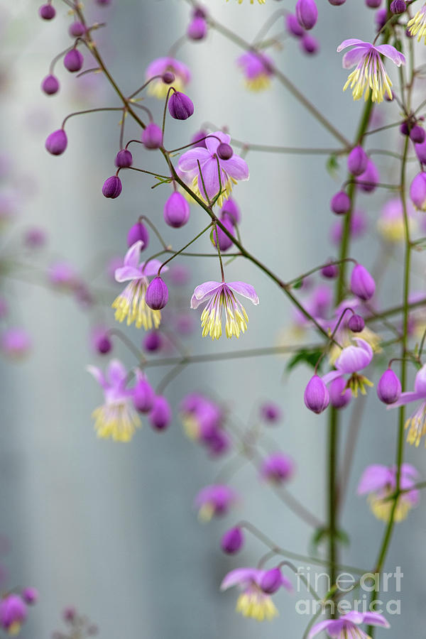 Chinese Meadow Rue Flowers Photograph by Tim Gainey