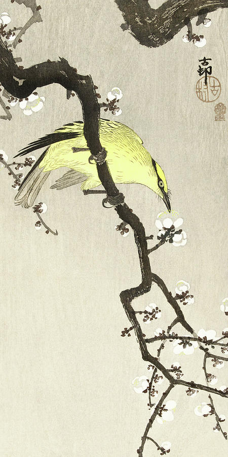 Ohara Koson Painting - Chinese oriole on plum blossom branch by Ohara Koson