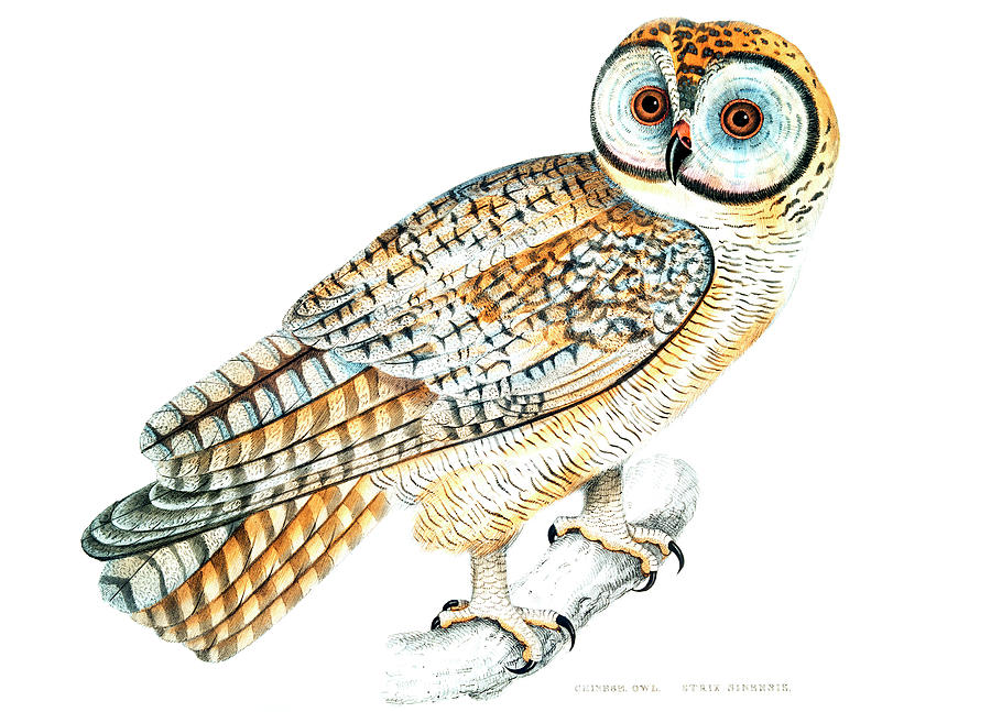 Chinese Owl Drawing