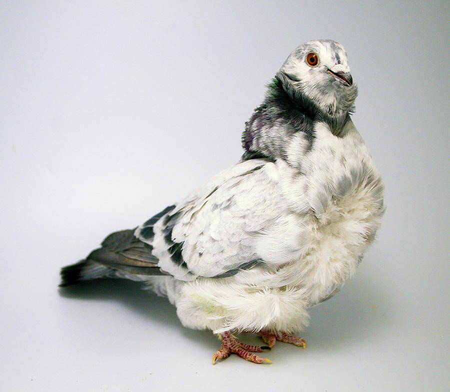 Chinese Owl Pigeon Photograph by Nathan Abbott