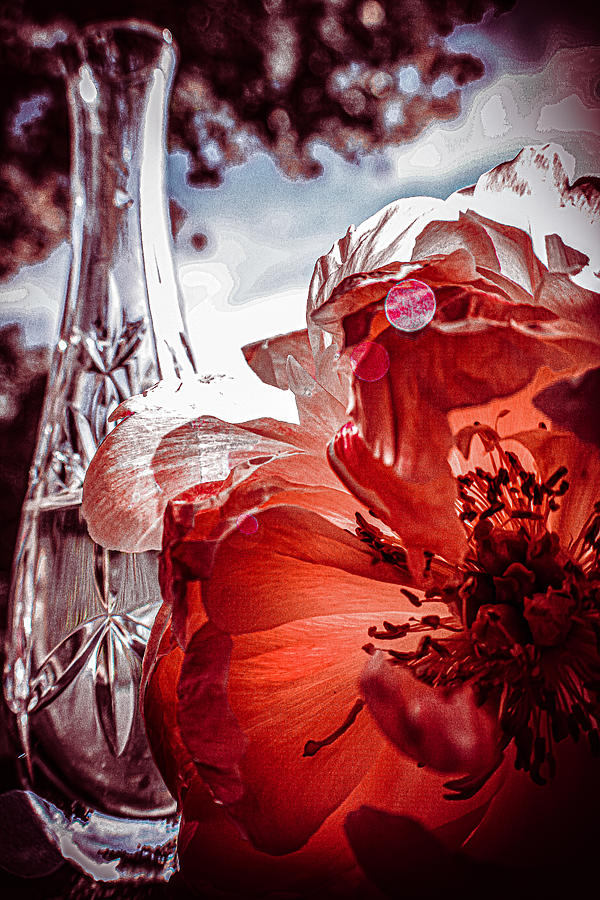 Chinese Peony and Crystal Vase Photograph by W Craig Photography